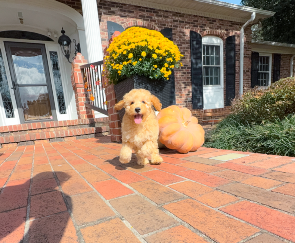 Cavapoo Puppy for Adoption