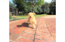 Cute Cavapoo Baby