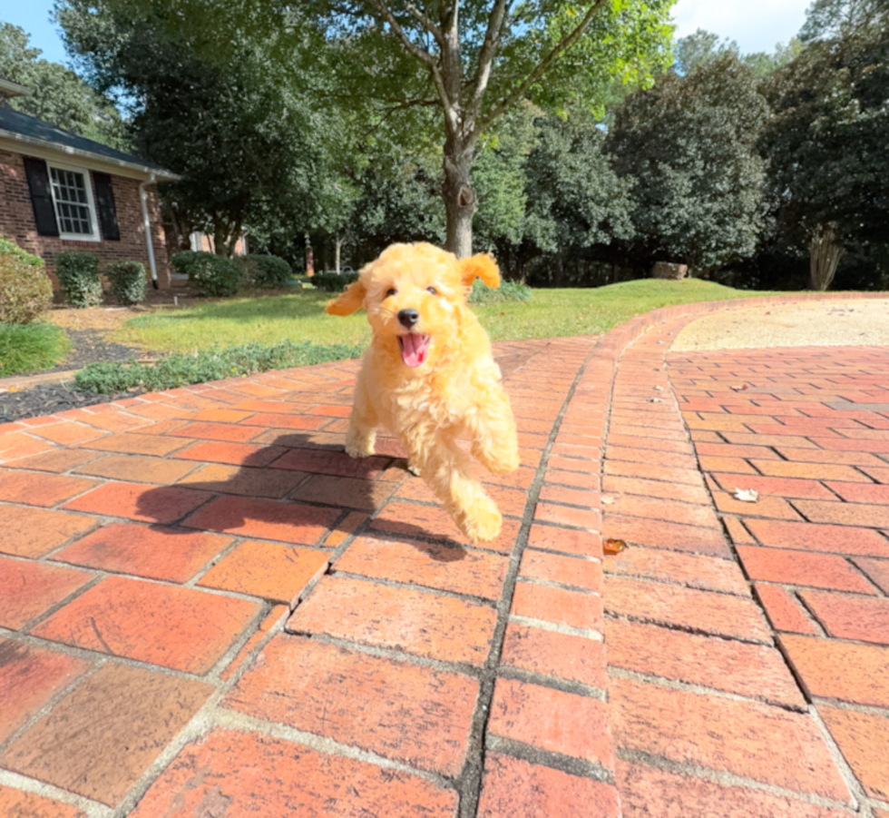 Cute Cavapoo Baby