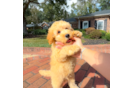 Cavapoo Pup Being Cute