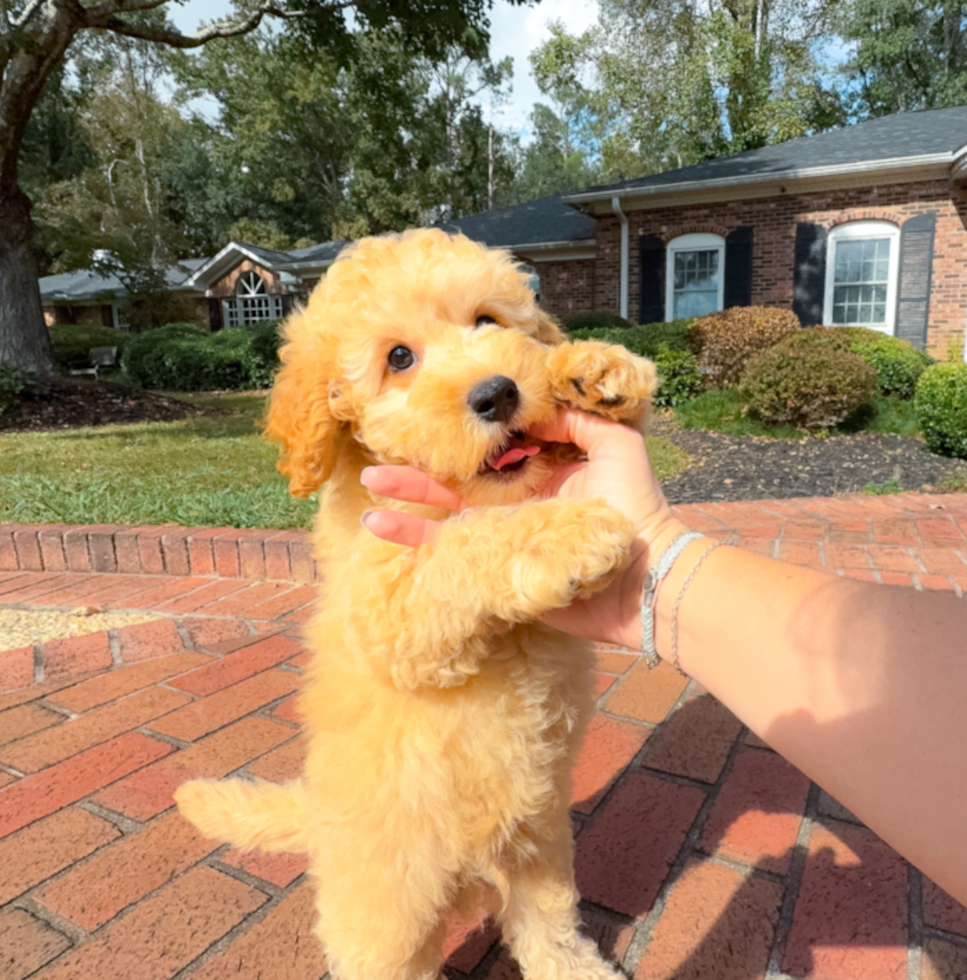 Cavapoo Pup Being Cute
