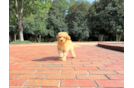 Cute Cavapoo Baby