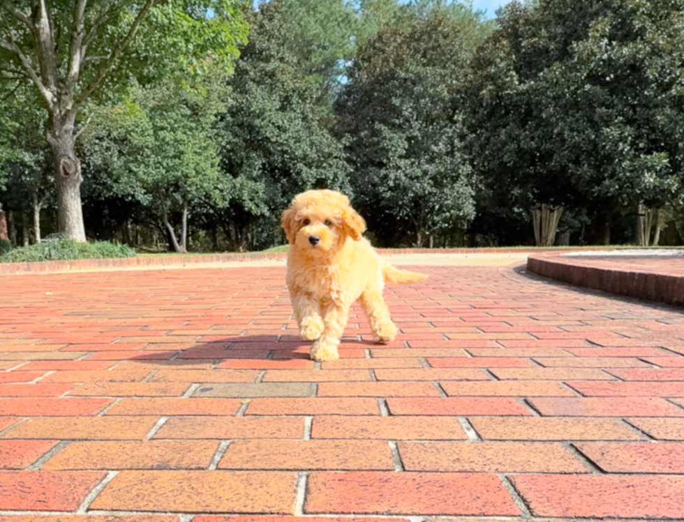 Cute Cavapoo Baby