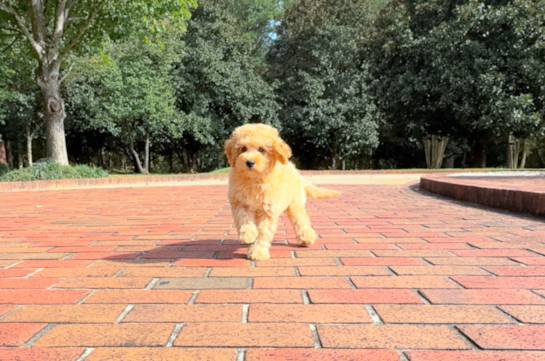 11 week old Cavapoo Puppy For Sale - Simply Southern Pups Cute Cavapoo Baby