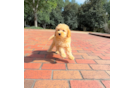 Cute Cavapoo Baby