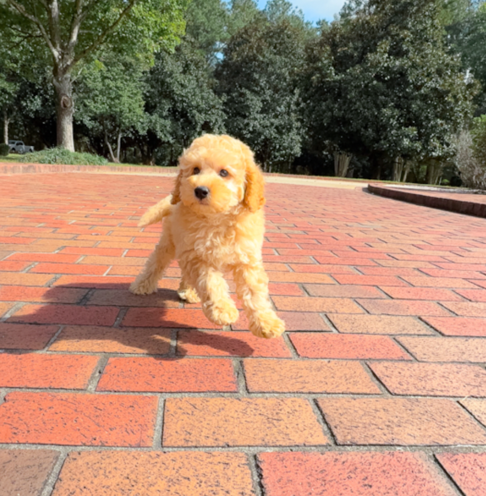 Cute Cavapoo Baby