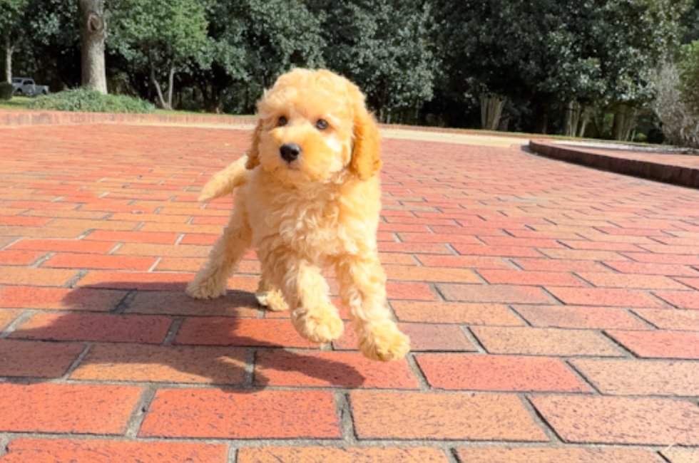 11 week old Cavapoo Puppy For Sale - Simply Southern Pups