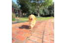 Cute Cavapoo Baby