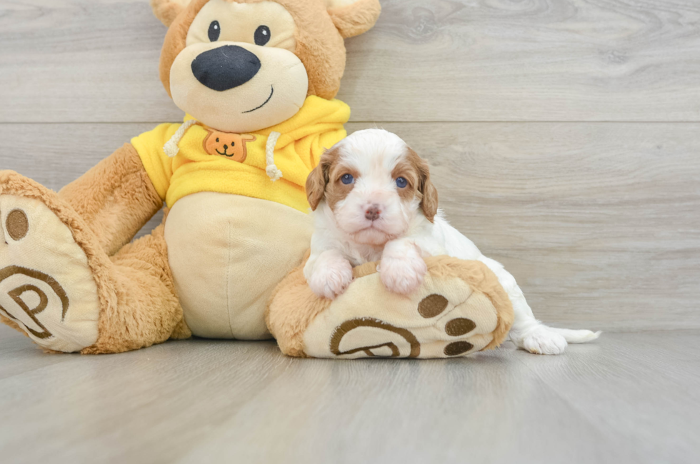 6 week old Cavapoo Puppy For Sale - Simply Southern Pups