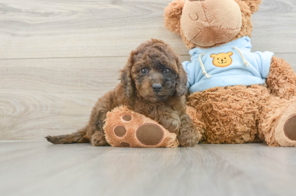 7 week old Cavapoo Puppy For Sale - Simply Southern Pups