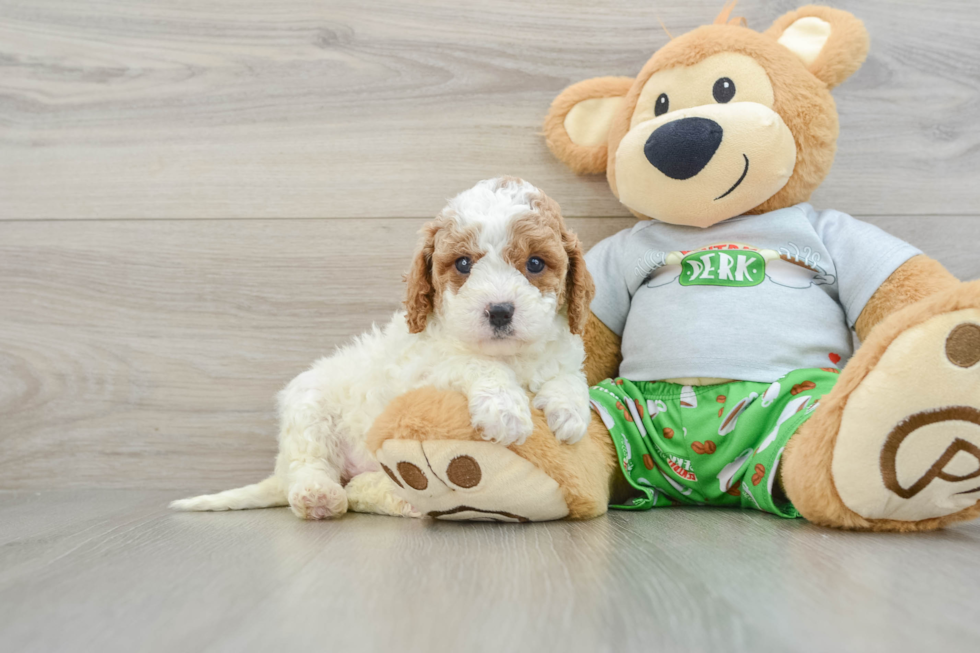 Best Cavapoo Baby