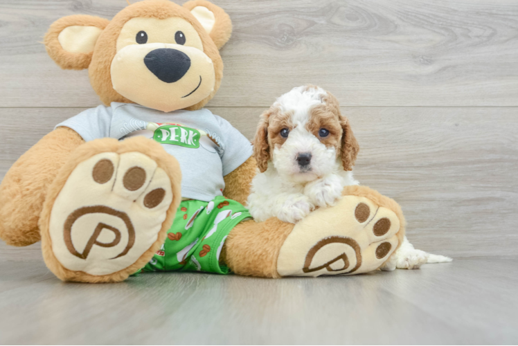 Popular Cavapoo Poodle Mix Pup