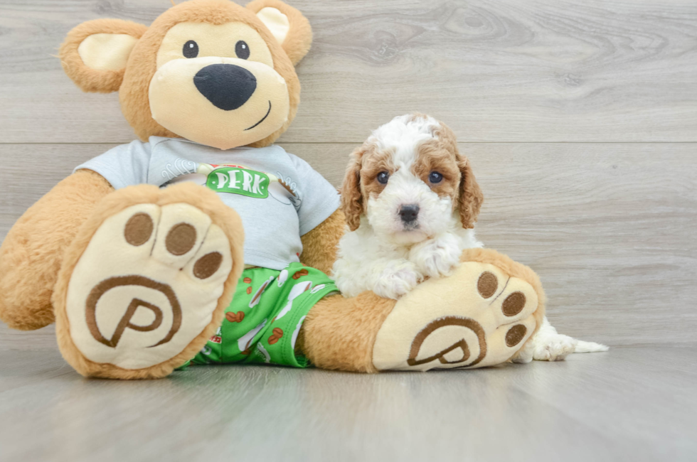 5 week old Cavapoo Puppy For Sale - Simply Southern Pups