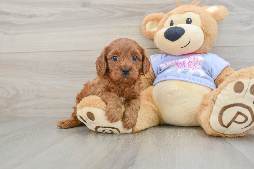 Smart Cavapoo Poodle Mix Pup