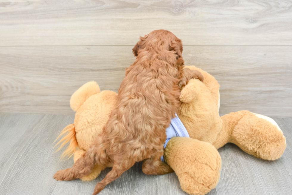 Cavapoo Pup Being Cute