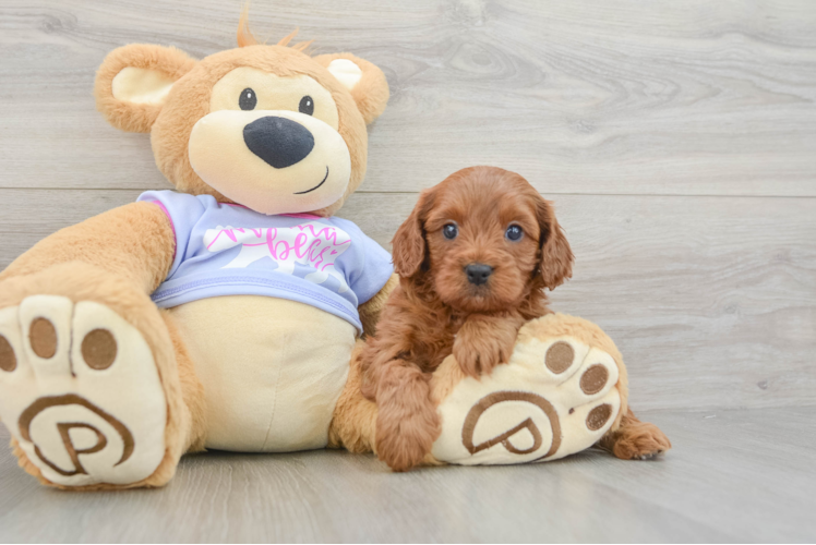 Best Cavapoo Baby