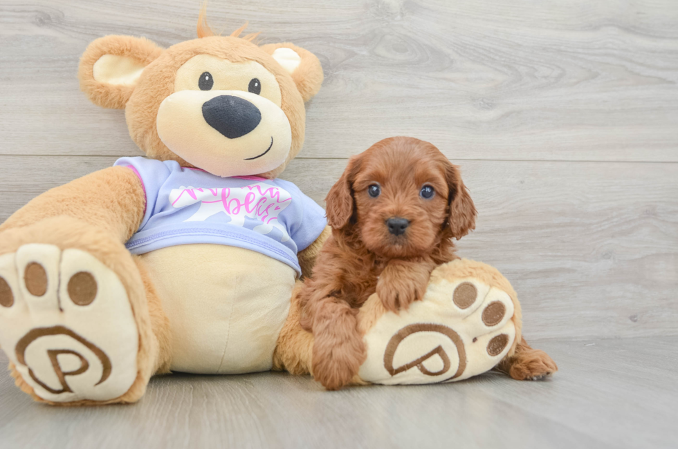 5 week old Cavapoo Puppy For Sale - Simply Southern Pups
