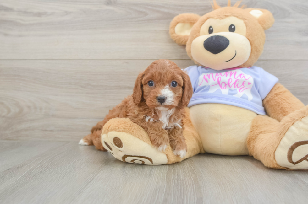 5 week old Cavapoo Puppy For Sale - Simply Southern Pups
