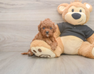 8 week old Cavapoo Puppy For Sale - Simply Southern Pups