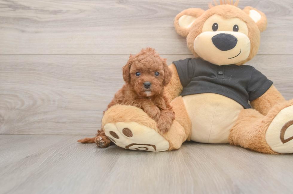 5 week old Cavapoo Puppy For Sale - Simply Southern Pups