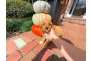 Cavapoo Puppy for Adoption