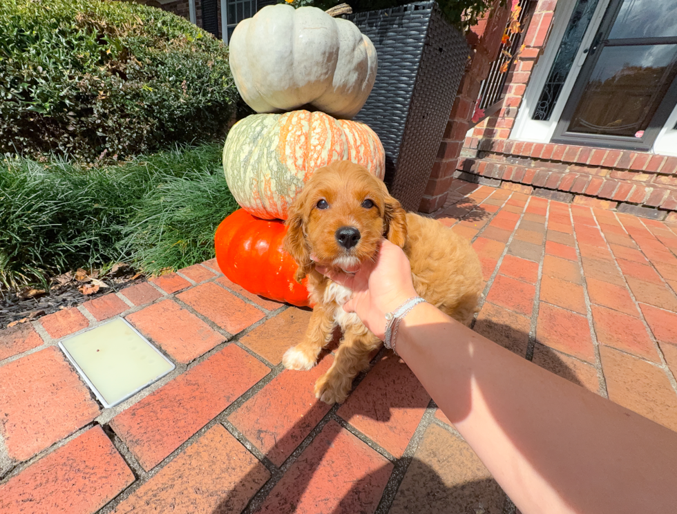Cavapoo Puppy for Adoption