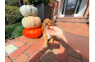 Cute Cavapoo Baby
