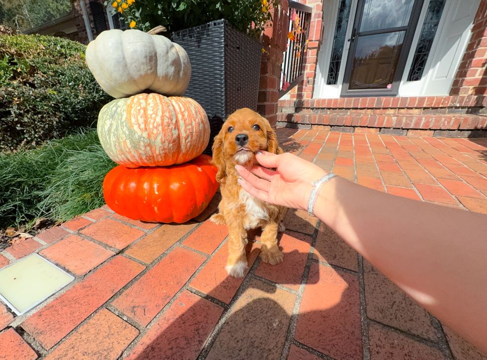 Cute Cavapoo Baby