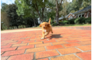 Cavapoo Puppy for Adoption