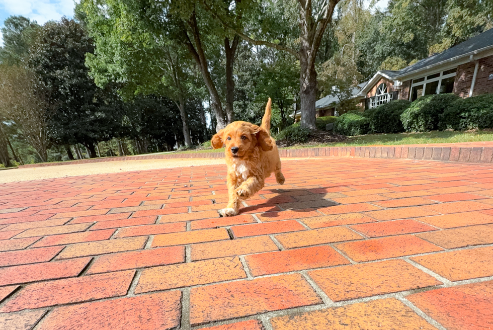 Cavapoo Puppy for Adoption