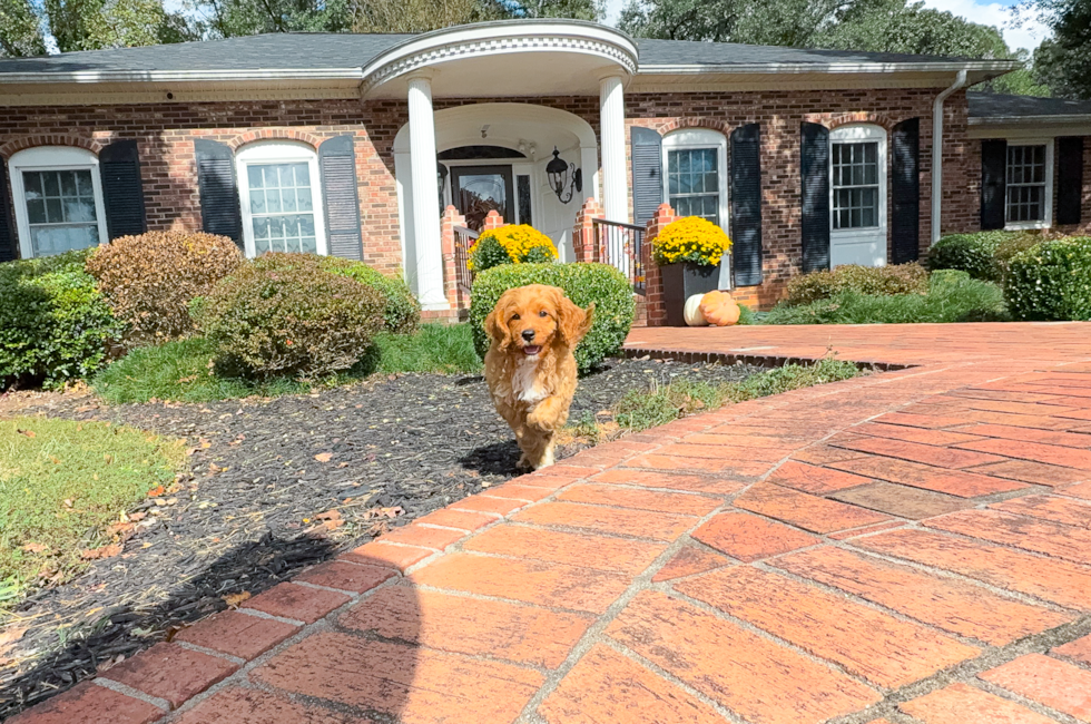 9 week old Cavapoo Puppy For Sale - Simply Southern Pups