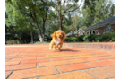 Cute Cavalier King Charles Spaniel and Poodle Mix Poodle Mix Puppy