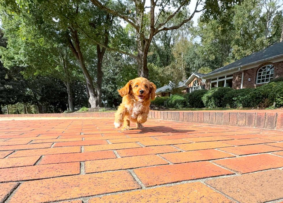 Cute Cavalier King Charles Spaniel and Poodle Mix Poodle Mix Puppy
