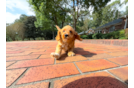 Cute Cavapoo Poodle Mix Pup