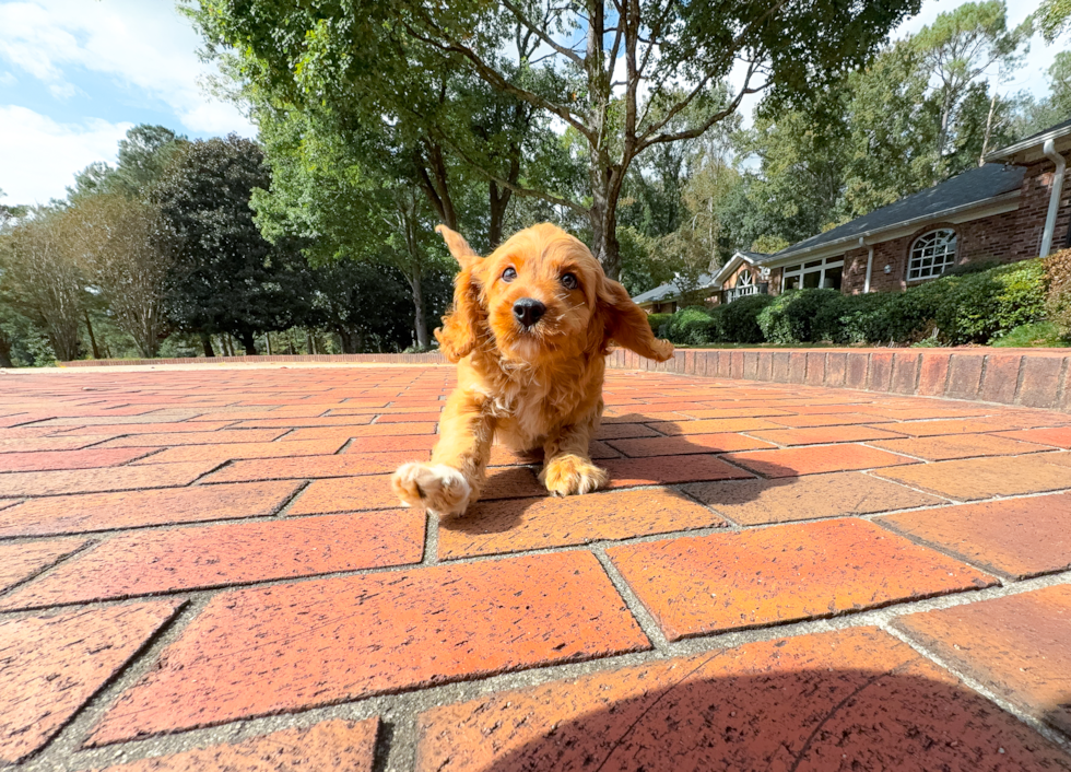 Cute Cavapoo Poodle Mix Pup