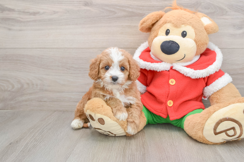 5 week old Cavapoo Puppy For Sale - Simply Southern Pups