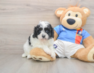 8 week old Cavapoo Puppy For Sale - Simply Southern Pups