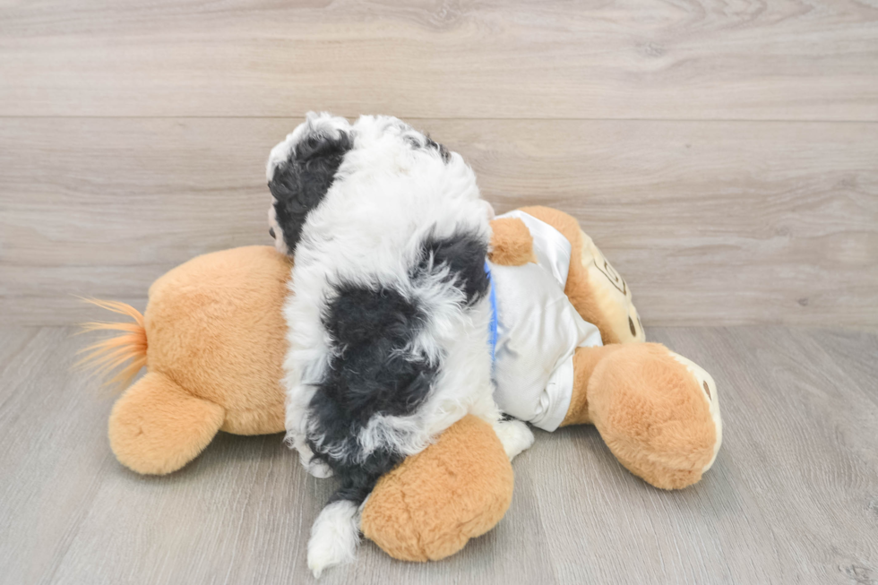 Cavapoo Pup Being Cute