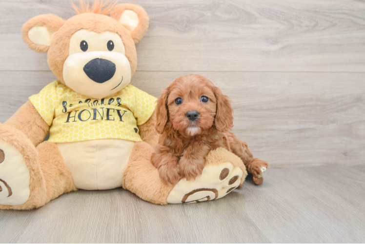 Smart Cavapoo Poodle Mix Pup