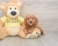 8 week old Cavapoo Puppy For Sale - Simply Southern Pups
