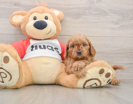 8 week old Cavapoo Puppy For Sale - Simply Southern Pups