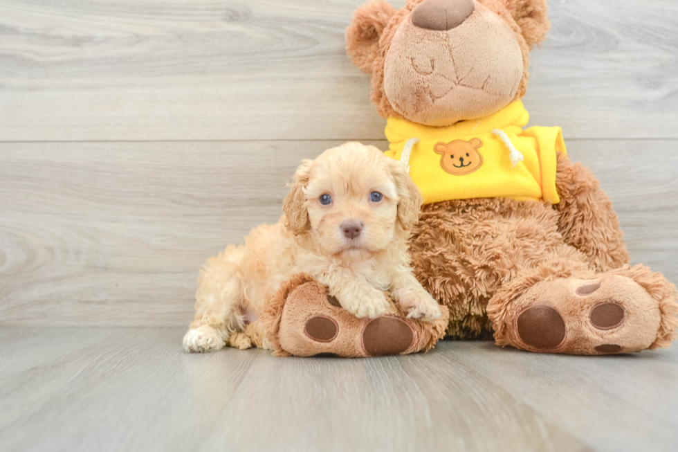 Little Cavipoo Poodle Mix Puppy