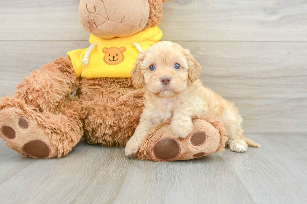 8 week old Cavapoo Puppy For Sale - Simply Southern Pups