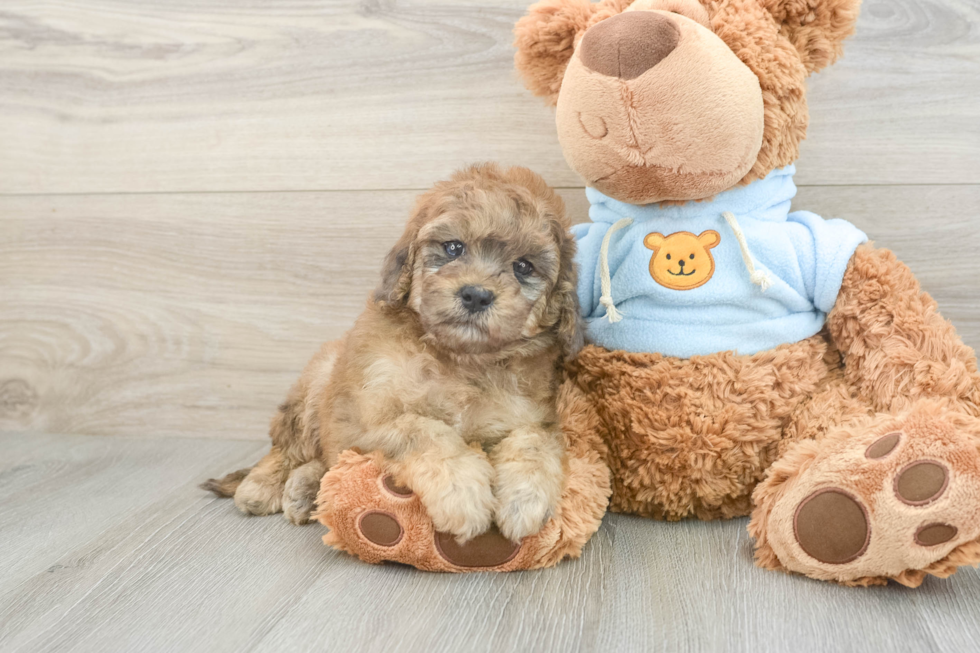 Little Cavipoo Poodle Mix Puppy