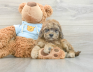 8 week old Cavapoo Puppy For Sale - Simply Southern Pups