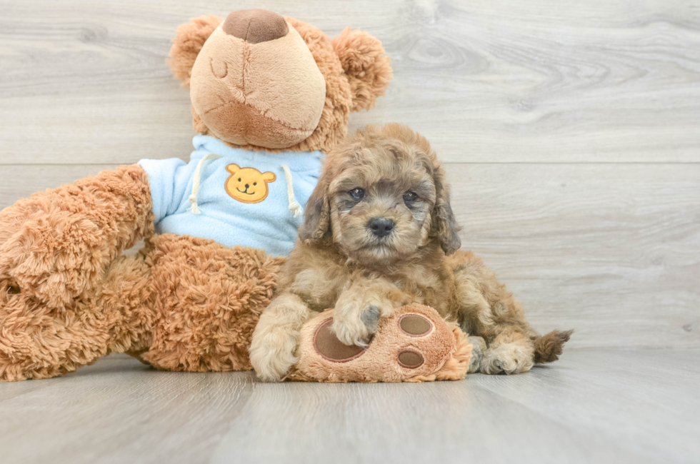 7 week old Cavapoo Puppy For Sale - Simply Southern Pups