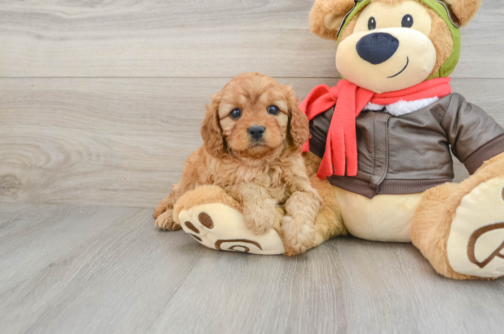 6 week old Cavapoo Puppy For Sale - Simply Southern Pups