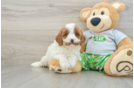 Cute Cavapoo Baby