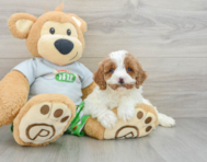 8 week old Cavapoo Puppy For Sale - Simply Southern Pups