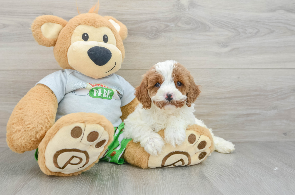 5 week old Cavapoo Puppy For Sale - Simply Southern Pups